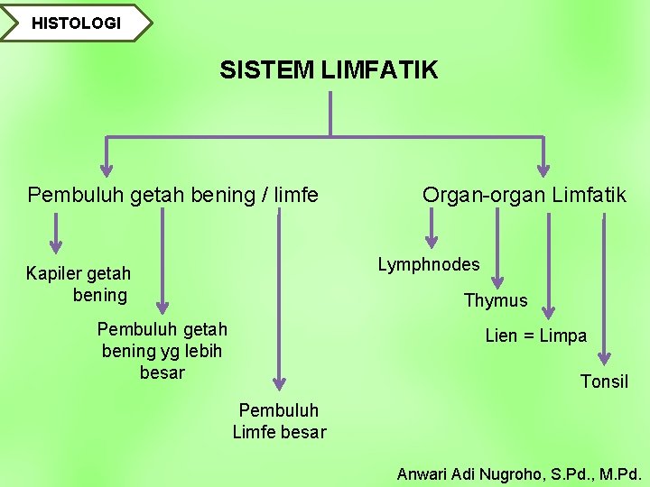 HISTOLOGI SISTEM LIMFATIK Pembuluh getah bening / limfe Organ-organ Limfatik Lymphnodes Kapiler getah bening