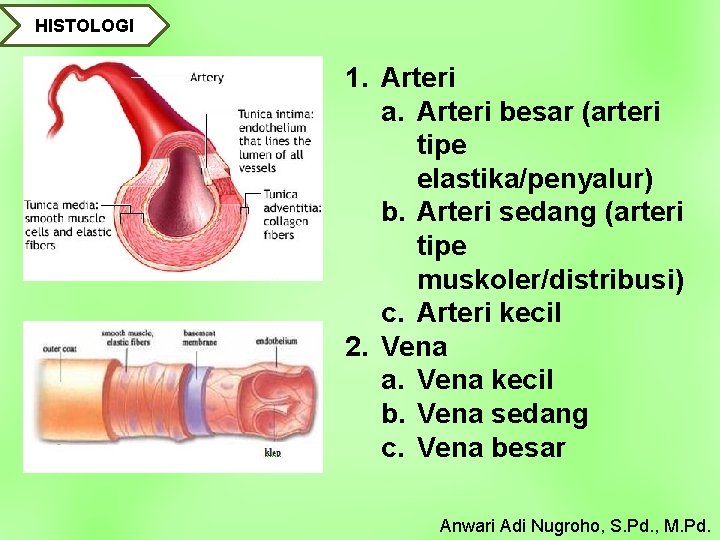 HISTOLOGI 1. Arteri a. Arteri besar (arteri tipe elastika/penyalur) b. Arteri sedang (arteri tipe