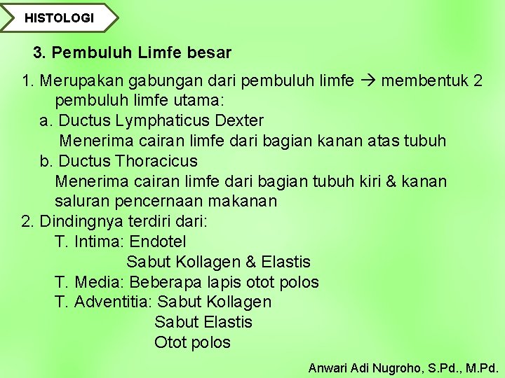 HISTOLOGI 3. Pembuluh Limfe besar 1. Merupakan gabungan dari pembuluh limfe membentuk 2 pembuluh