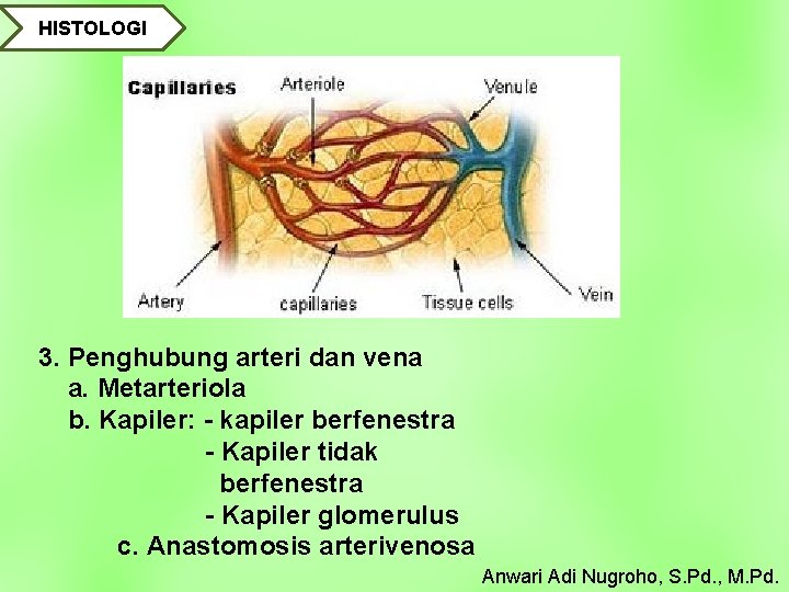 HISTOLOGI 3. Penghubung arteri dan vena a. Metarteriola b. Kapiler: - kapiler berfenestra -