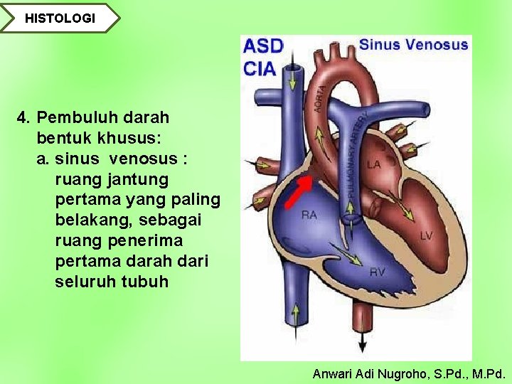 HISTOLOGI 4. Pembuluh darah bentuk khusus: a. sinus venosus : ruang jantung pertama yang