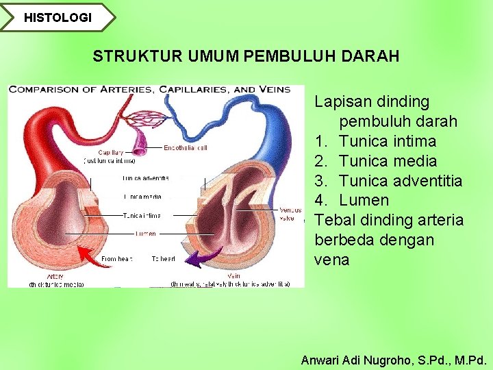 HISTOLOGI STRUKTUR UMUM PEMBULUH DARAH Lapisan dinding pembuluh darah 1. Tunica intima 2. Tunica