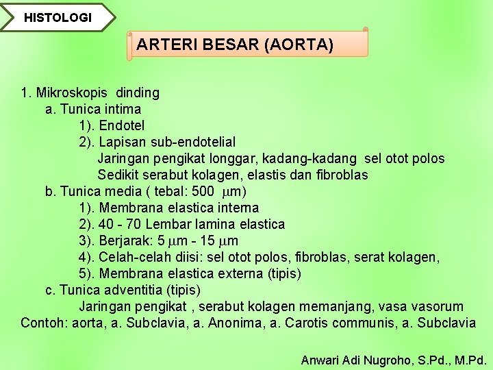 HISTOLOGI ARTERI BESAR (AORTA) 1. Mikroskopis dinding a. Tunica intima 1). Endotel 2). Lapisan