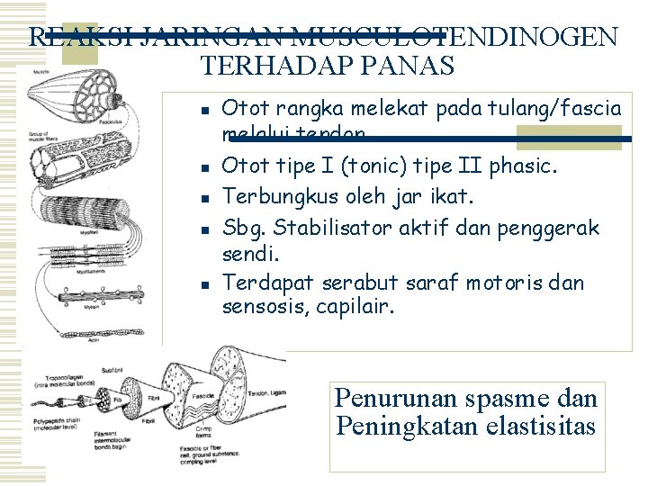 REAKSI JARINGAN MUSCULOTENDINOGEN TERHADAP PANAS n n n Otot rangka melekat pada tulang/fascia melalui