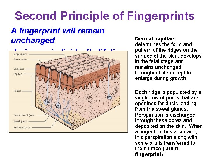Second Principle of Fingerprints A fingerprint will remain unchanged during an individual’s lifetime. Dermal