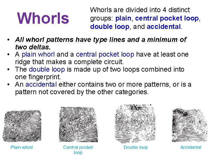 Whorls are divided into 4 distinct groups: plain, central pocket loop, double loop, and