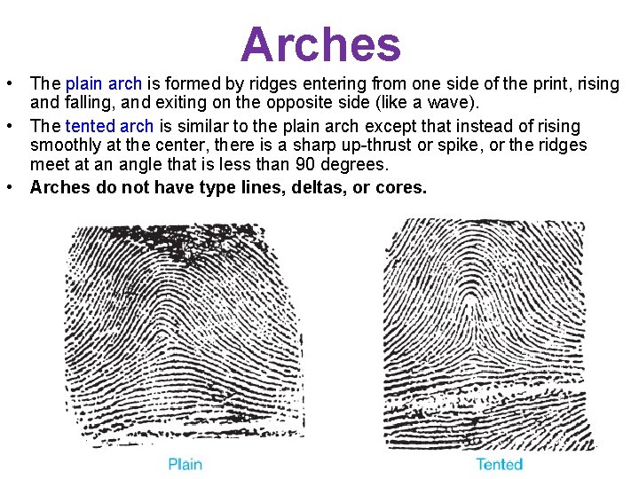 Arches • The plain arch is formed by ridges entering from one side of