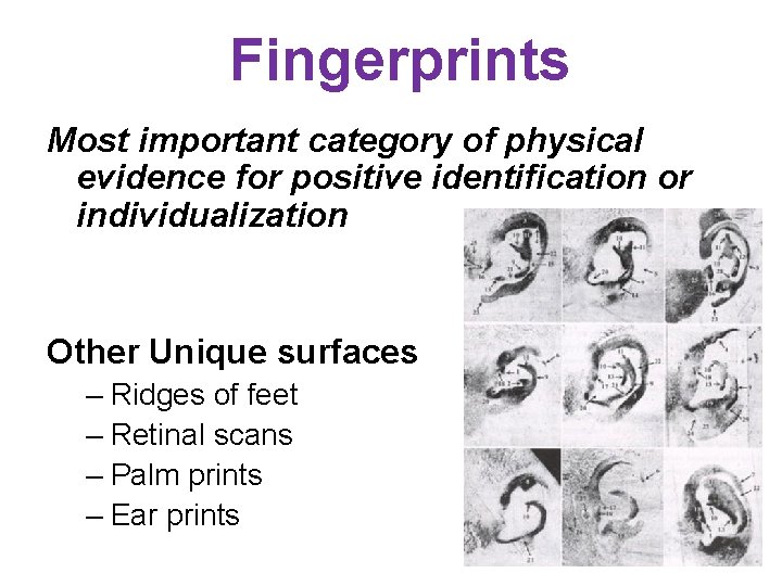 Fingerprints Most important category of physical evidence for positive identification or individualization Other Unique