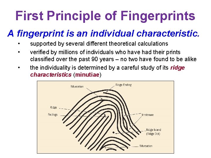 First Principle of Fingerprints A fingerprint is an individual characteristic. • • • supported