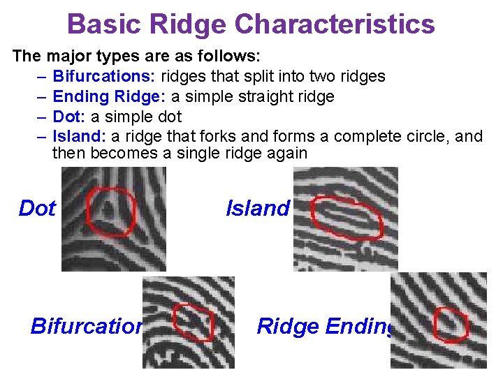 Basic Ridge Characteristics The major types are as follows: – Bifurcations: ridges that split