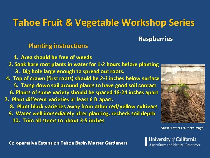 Tahoe Fruit & Vegetable Workshop Series Planting instructions Raspberries 1. Area should be free