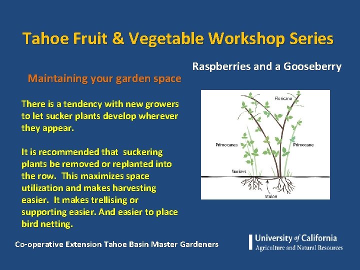 Tahoe Fruit & Vegetable Workshop Series Maintaining your garden space Raspberries and a Gooseberry