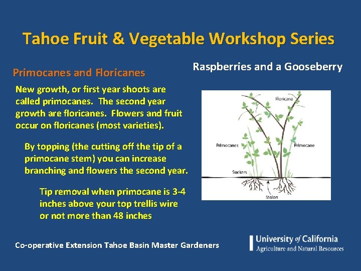 Tahoe Fruit & Vegetable Workshop Series Primocanes and Floricanes Raspberries and a Gooseberry New