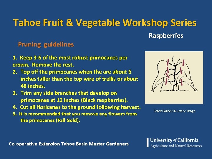 Tahoe Fruit & Vegetable Workshop Series Pruning guidelines 1. Keep 3 -6 of the