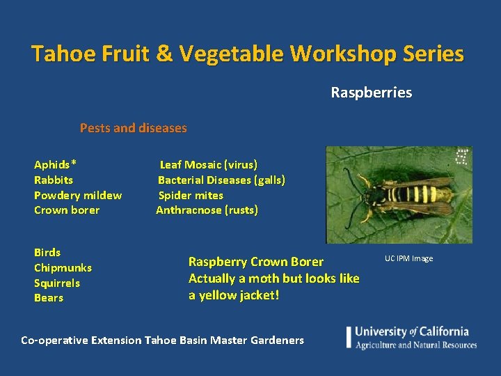 Tahoe Fruit & Vegetable Workshop Series Raspberries Pests and diseases Aphids* Leaf Mosaic (virus)