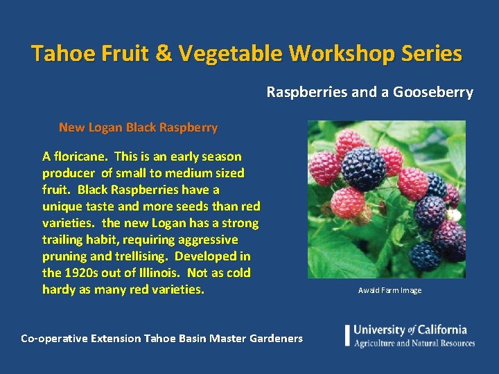 Tahoe Fruit & Vegetable Workshop Series Raspberries and a Gooseberry New Logan Black Raspberry