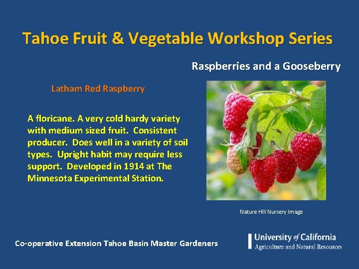 Tahoe Fruit & Vegetable Workshop Series Raspberries and a Gooseberry Latham Red Raspberry A