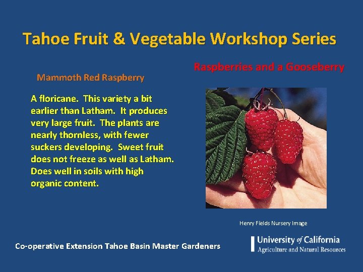 Tahoe Fruit & Vegetable Workshop Series Mammoth Red Raspberry Raspberries and a Gooseberry A