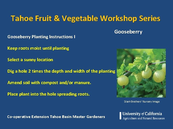 Tahoe Fruit & Vegetable Workshop Series Gooseberry Planting Instructions I Keep roots moist until