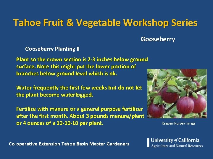 Tahoe Fruit & Vegetable Workshop Series Gooseberry Planting II Plant so the crown section