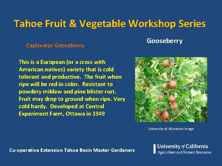 Tahoe Fruit & Vegetable Workshop Series Captivator Gooseberry This is a European (or a