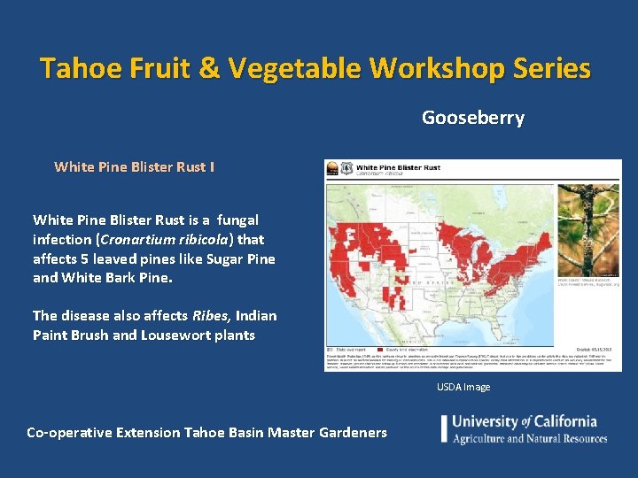 Tahoe Fruit & Vegetable Workshop Series Gooseberry White Pine Blister Rust I White Pine