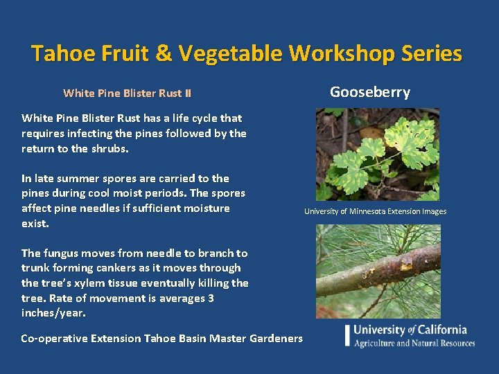 Tahoe Fruit & Vegetable Workshop Series White Pine Blister Rust II Gooseberry White Pine