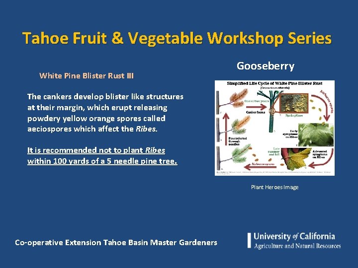 Tahoe Fruit & Vegetable Workshop Series White Pine Blister Rust III Gooseberry The cankers