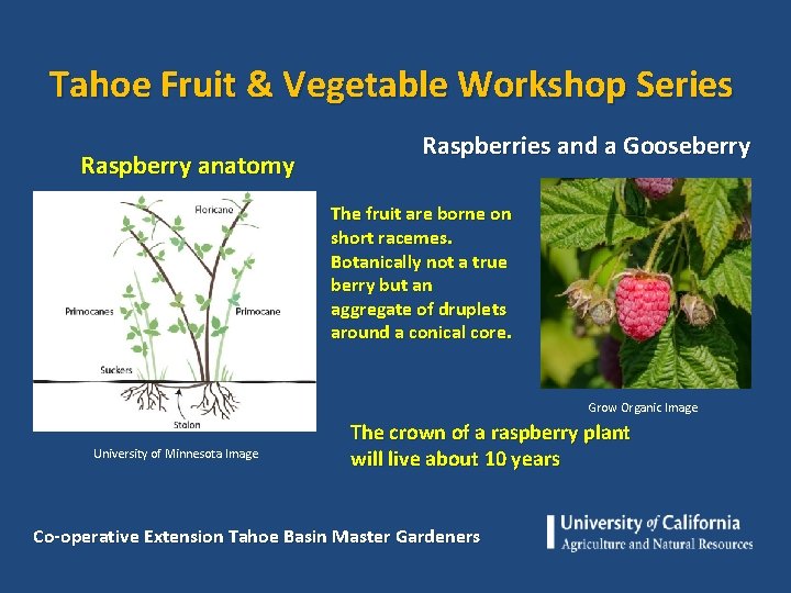 Tahoe Fruit & Vegetable Workshop Series Raspberry anatomy Raspberries and a Gooseberry The fruit