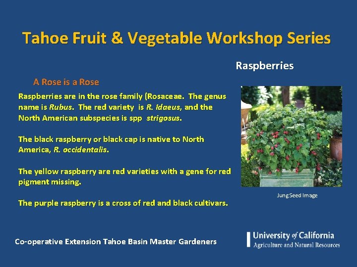 Tahoe Fruit & Vegetable Workshop Series Raspberries A Rose is a Rose Raspberries are