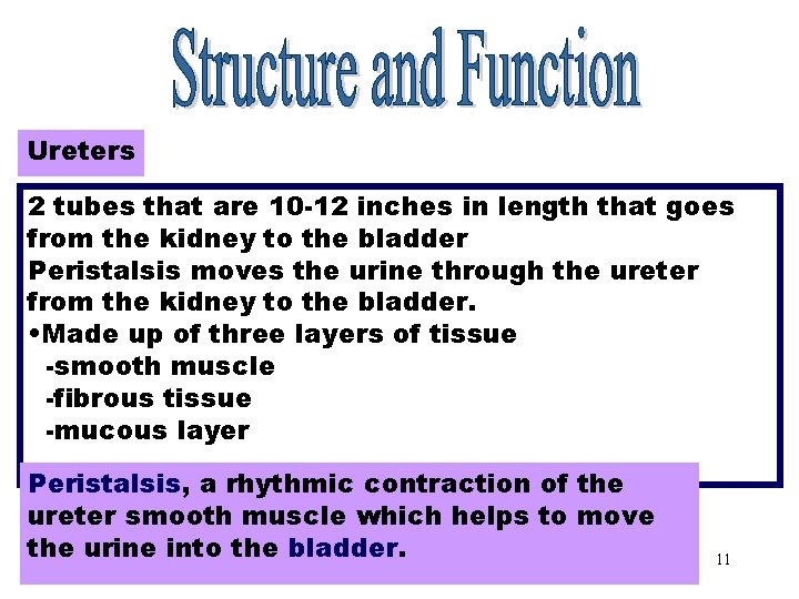 Ureters 2 tubes that are 10 -12 inches in length that goes from the