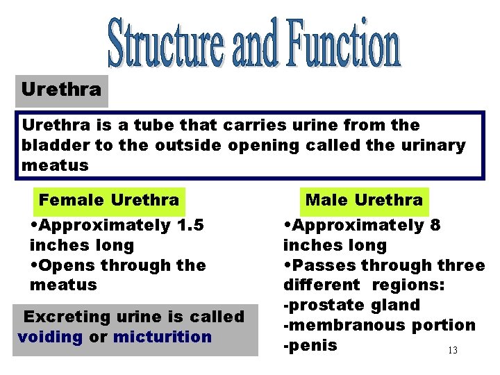 Urethra is a tube that carries urine from the bladder to the outside opening