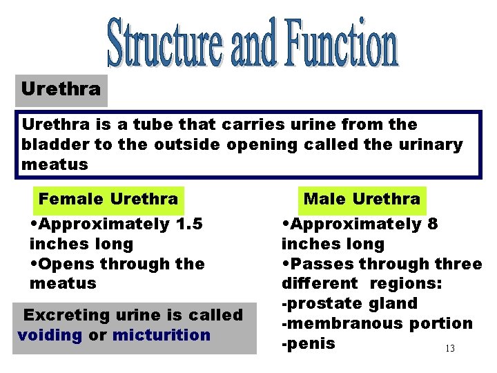 Urethra is a tube that carries urine from the bladder to the outside opening Urethra is a tube that carries urine from the bladder to the outside opening