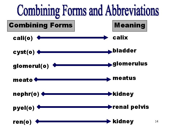 Combining Forms and Combining Forms Meaning Abbreviations cali(o) calix cyst(o) bladder glomerul(o) glomerulus meato Combining Forms and Combining Forms Meaning Abbreviations cali(o) calix cyst(o) bladder glomerul(o) glomerulus meato