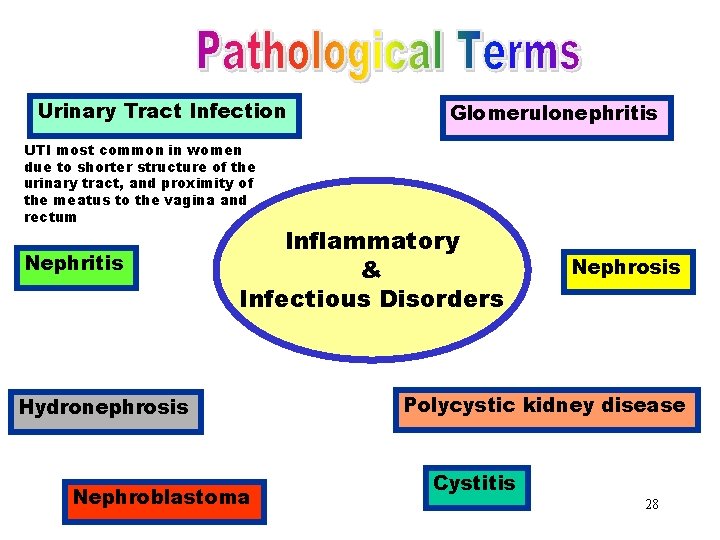 Inflammatory & Infectious Urinary Tract Infection Glomerulonephritis Disorders UTI most common in women due