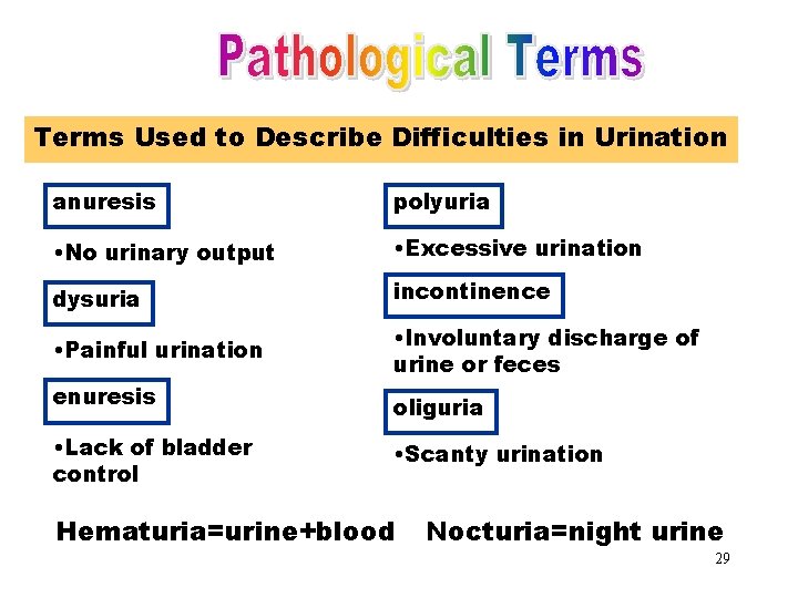 Pathological Terms Used to Describe Difficulties in Urination anuresis polyuria • No urinary output Pathological Terms Used to Describe Difficulties in Urination anuresis polyuria • No urinary output