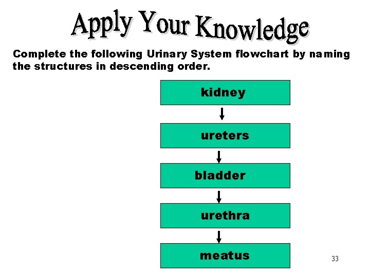 Apply Your Knowledge Complete the following Urinary System flowchart by naming the structures in