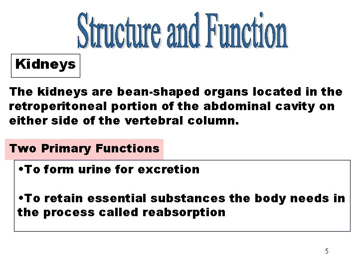 Kidneys The kidneys are bean-shaped organs located in the retroperitoneal portion of the abdominal Kidneys The kidneys are bean-shaped organs located in the retroperitoneal portion of the abdominal