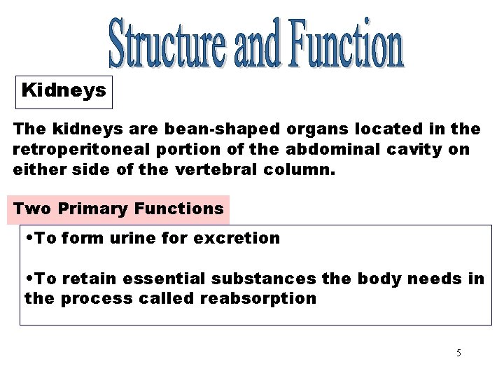 Kidneys The kidneys are bean-shaped organs located in the retroperitoneal portion of the abdominal