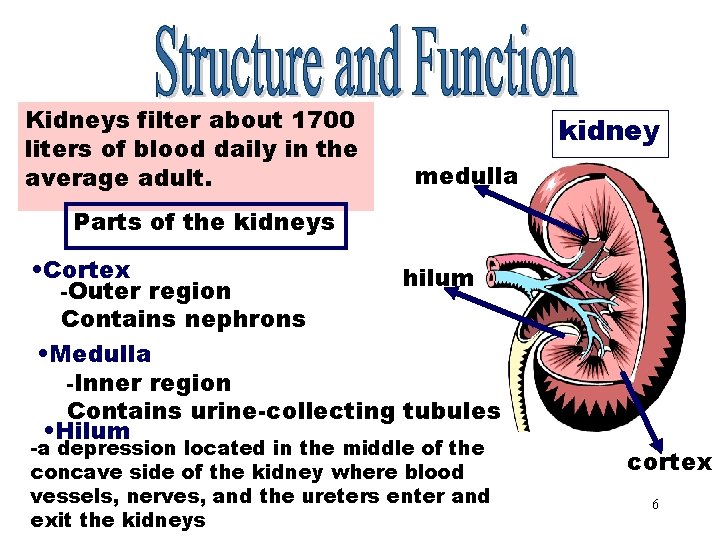 Parts of the Kidneys filter about 1700 liters of blood daily in the average Parts of the Kidneys filter about 1700 liters of blood daily in the average