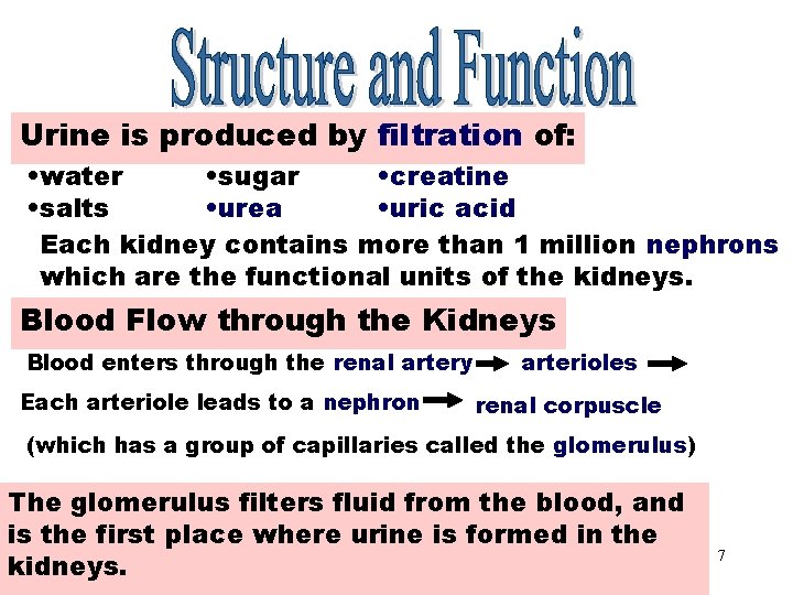 Urine Production Urine is produced by filtration of: • water • sugar • creatine Urine Production Urine is produced by filtration of: • water • sugar • creatine