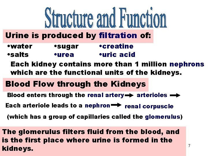 Urine Production Urine is produced by filtration of: • water • sugar • creatine