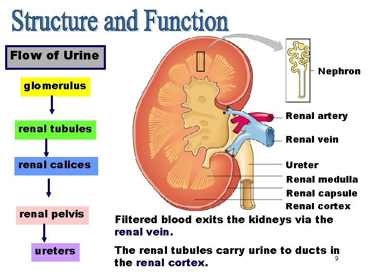 Flow of Urine Nephron glomerulus renal tubules renal calices renal pelvis ureters Renal artery