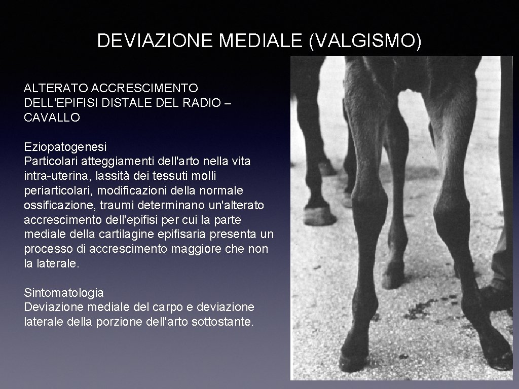 DEVIAZIONE MEDIALE (VALGISMO) ALTERATO ACCRESCIMENTO DELL'EPIFISI DISTALE DEL RADIO – CAVALLO Eziopatogenesi Particolari atteggiamenti