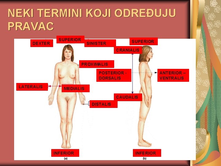 NEKI TERMINI KOJI ODREĐUJU PRAVAC DEXTER SUPERIOR SINISTER CRANIALIS PROXIMALIS POSTERIOR DORSALIS LATERALIS ANTERIOR