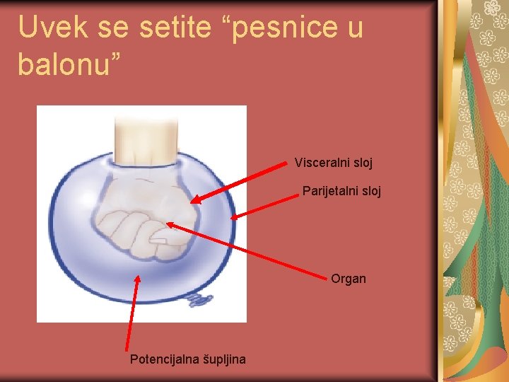 Uvek se setite “pesnice u balonu” Visceralni sloj Parijetalni sloj Organ Potencijalna šupljina 