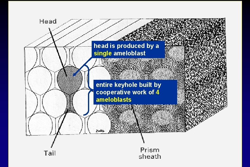 head is produced by a single ameloblast entire keyhole built by cooperative work of