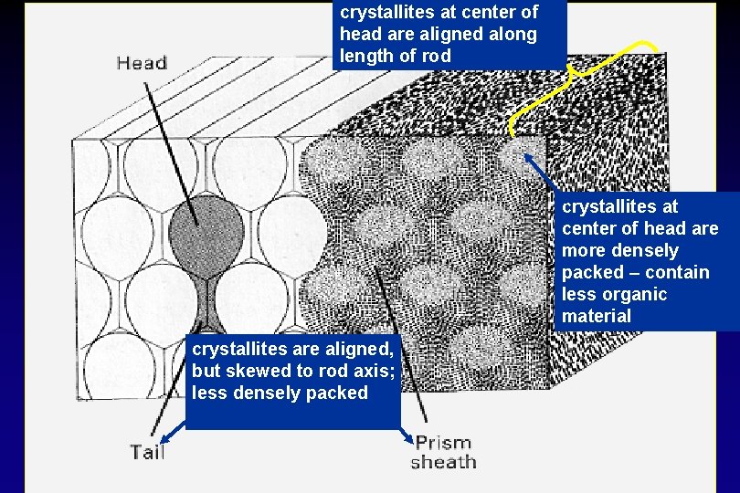 crystallites at center of head are aligned along length of rod crystallites at center