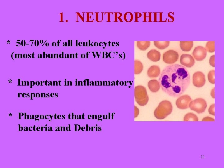 1. NEUTROPHILS * 50 -70% of all leukocytes (most abundant of WBC’s) * Important
