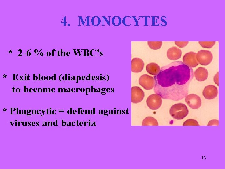 4. MONOCYTES * 2 -6 % of the WBC's * Exit blood (diapedesis) to